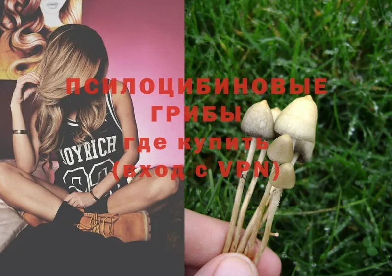 Галлюциногенные грибы Psilocybe  купить наркотик  Борзя 